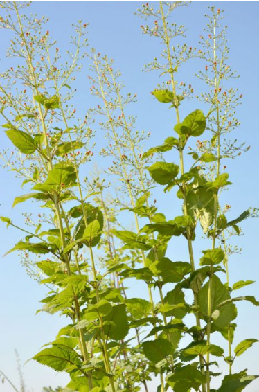Figwort - Early (Scrophularia lanceolata)